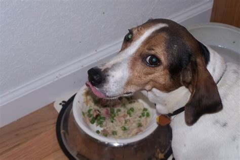 2 how to tell if your dog is stressed. Eating timeso dont distrub....... http://ift.tt/2irUdkX ...