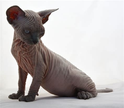 Your veterinarian will be able to spot problems, and will work with you to set up a. Sphynx Kittens , Sphynx Cats - Indigo Sphynx Kittens ...