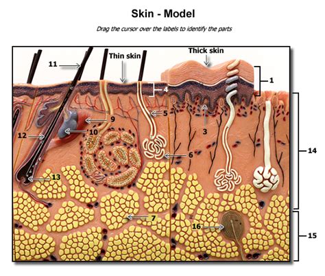 Skin Model Skin Model Labels Pictures Anatomy Lab Pin