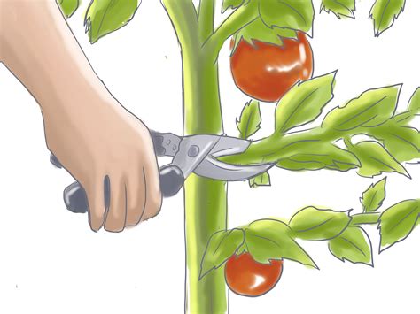 How To Prune Patio Tomatoes 5 Steps With Pictures