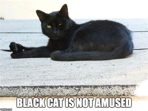 Image Tagged In Black Cat Is Not Amused Imgflip