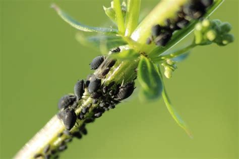 How To Control Olive Tree Pest Infestations Olives Unlimited