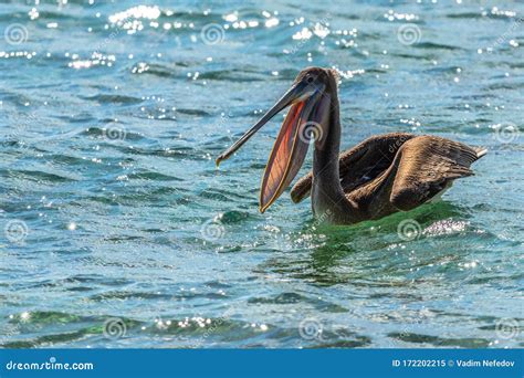 Pelican With An Open Mouth Royalty Free Stock Image CartoonDealer Com
