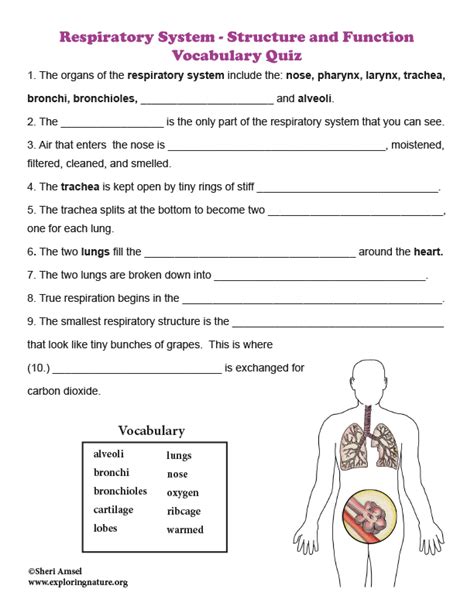 Respiratory System Structure And Function Vocabulary Quiz