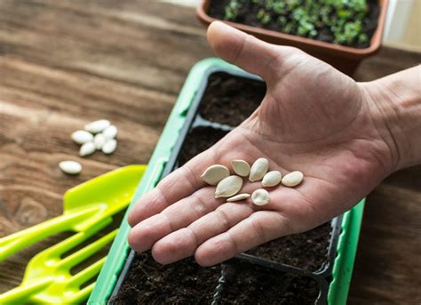 How to Grow Edible Plants Indoors - Vegetables "On Demand" - Bob Vila
