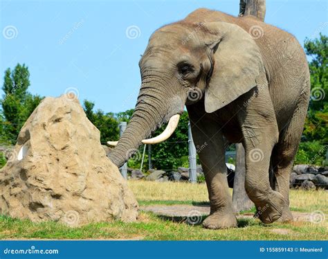 African Elephants are Elephants of the Genus Loxodonta. Stock Image