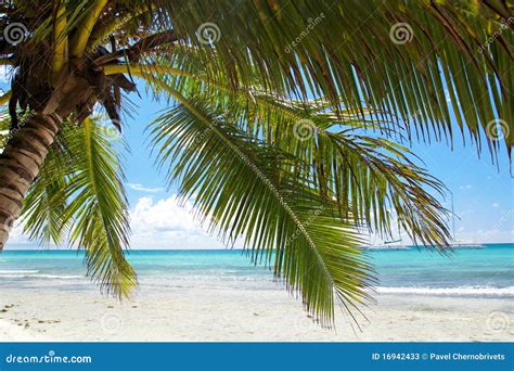 Palm On Calm Caribbean Beach Stock Image Image Of Summer Lagoon
