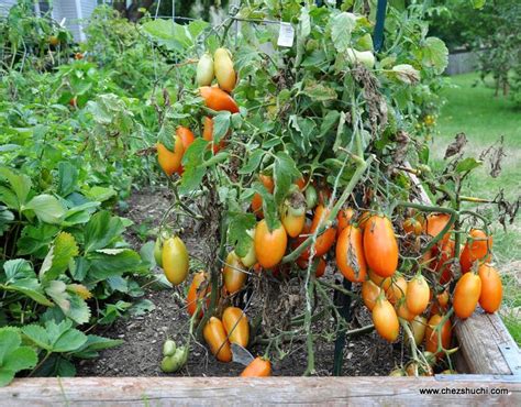 Homegrown Tomatoes Tomatoes घर की बगिया के टमाटर