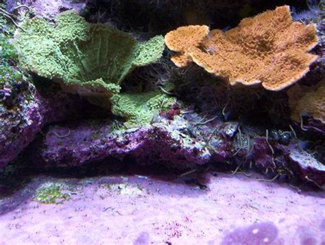 Substrate Review Sand Beds And Bare Bottom Tanks