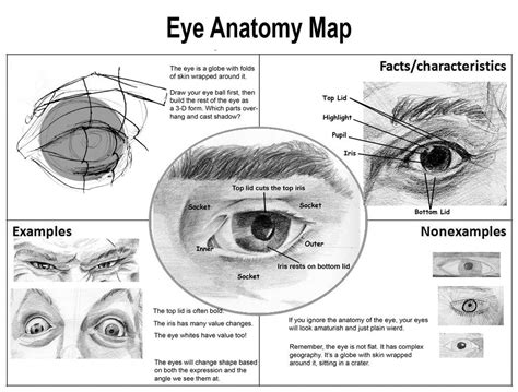 Anime Eye Anatomy Character Design Collection Eyes Anatomy Anatomy