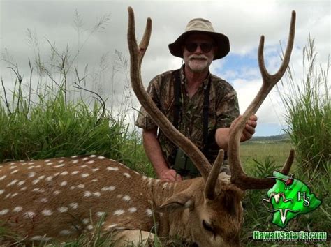 Axis Deer Hunting In Hawaii At