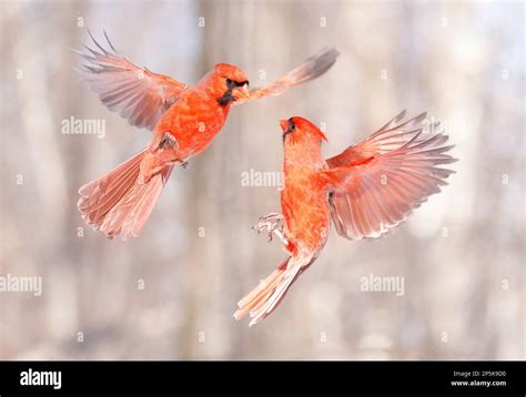Northern Cardinal Flying And Fight Quebec Canada Stock Photo Alamy