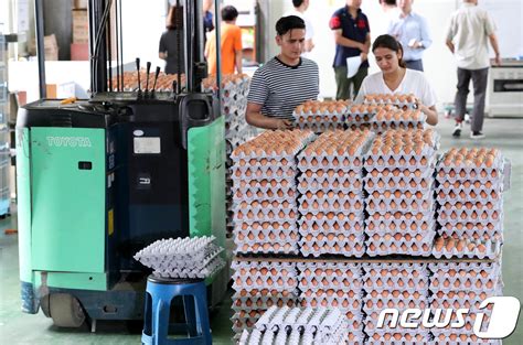 살충제 계란 충북은 안전 77개 농가 음성1곳 검사중 네이트 뉴스