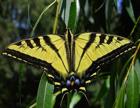 Swallowtail Butterfly Identification A Quick And Easy Guide To North