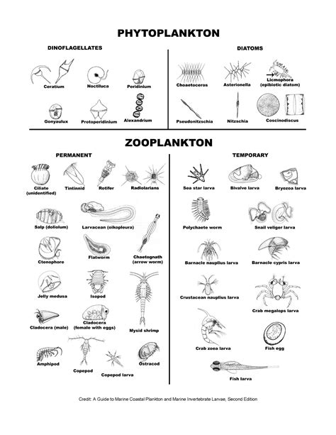 Plankton Identification Chart