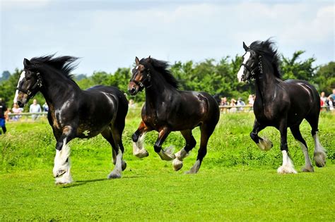 What Is The Largest Horse Breed In The World Top 10 List With Images