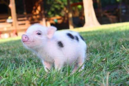 The göttingen minipig was developed at the university of göttingen, germany, and resulted from a crossing between the minnesota minipig, the vietnamese potbelly pig, and the german landrace. Miniature Pigs - Exotic Pet Information