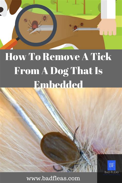 How To Remove A Tick From A Dog That Is Embedded Ticks Ticks On Dogs