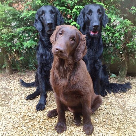 They are an active land retriever and a hardy water retriever, able to withstand the rigors of repeated retrieves into heavy thickets or cold waters. Pin on Flat Coated Retriever