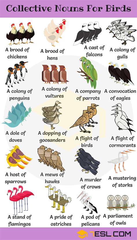 Common Animal Group Names