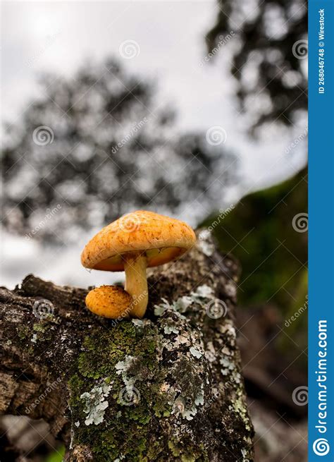 Vertical Closeup Of Tree Mushrooms On A Fallen Tree Bark Captured In A