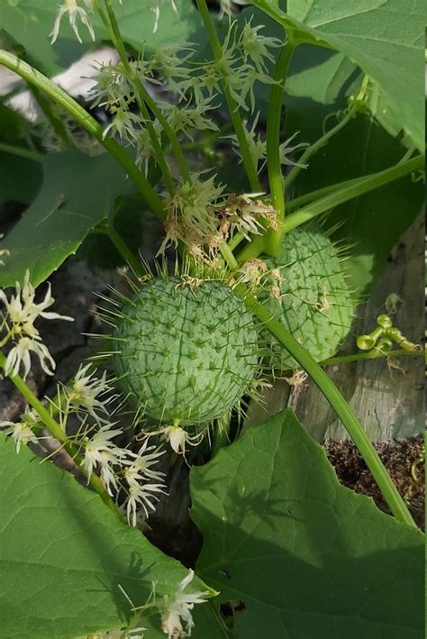 Rare Wild Cucumber Prickly Cucumber Or Echinocystis Lobata Etsy
