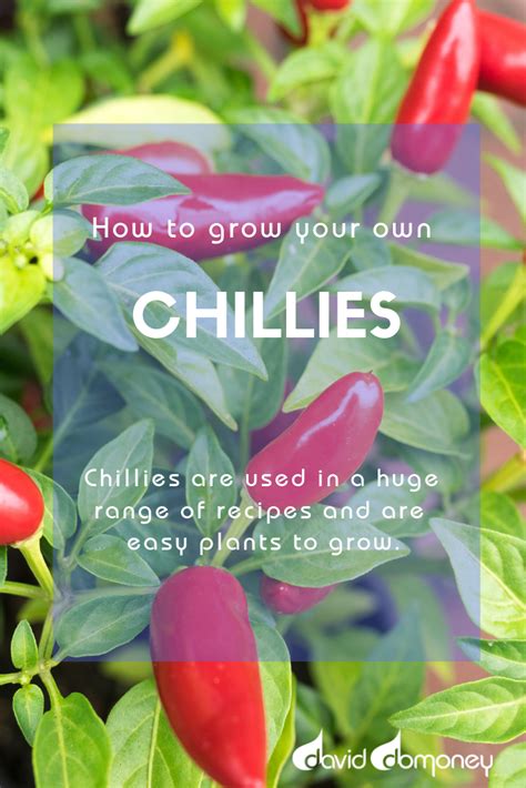 How To Grow Your Own Chillies David Domoney Easy Plants To Grow