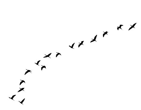 Free Birds Flying Download Free Birds Flying Png Images Free Cliparts