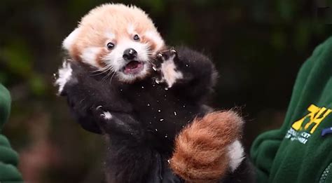 Un Rare Bébé Panda Roux Qui A Donné De Lespoir Aux Efforts Des