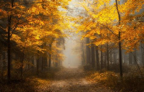 Path In Misty Autumn Forest Image Id 31785 Image Abyss