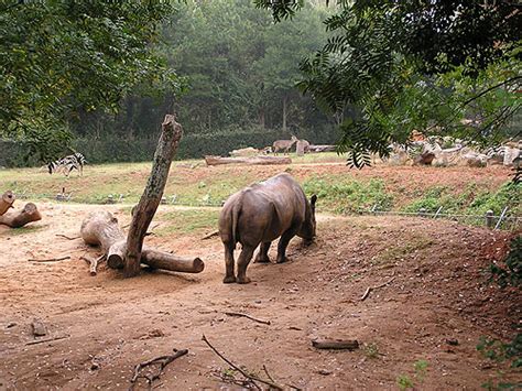 Eastern Black Rhinoceros Exhibit In Zoo Atlanta