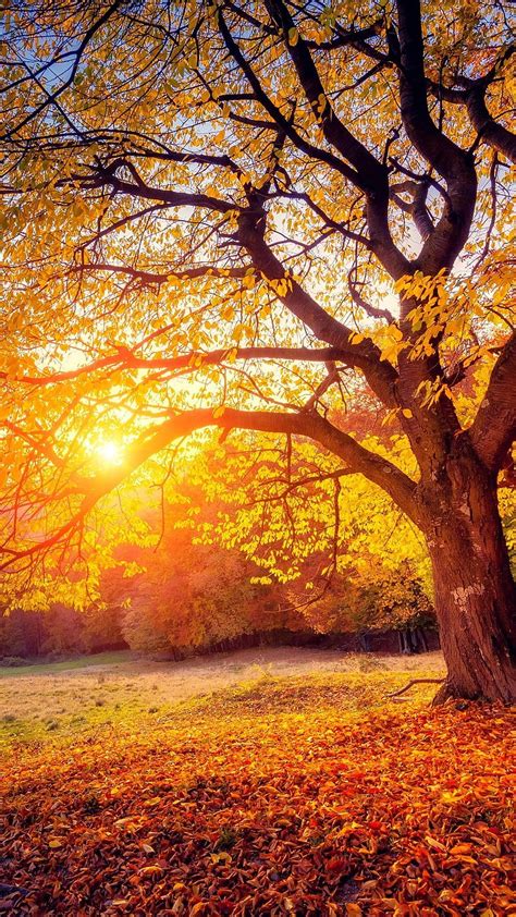 Tree Sunset Sunshine Autumn 3840x2160 U Autumn Sunshine Hd Phone