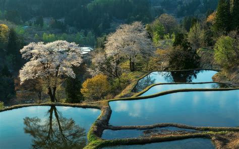 An Aerial View Of Some Water And Trees With White Flowers In The