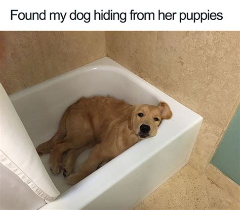 30 Of The Happiest Dog Memes Ever That Will Make You Smile From Ear To Ear