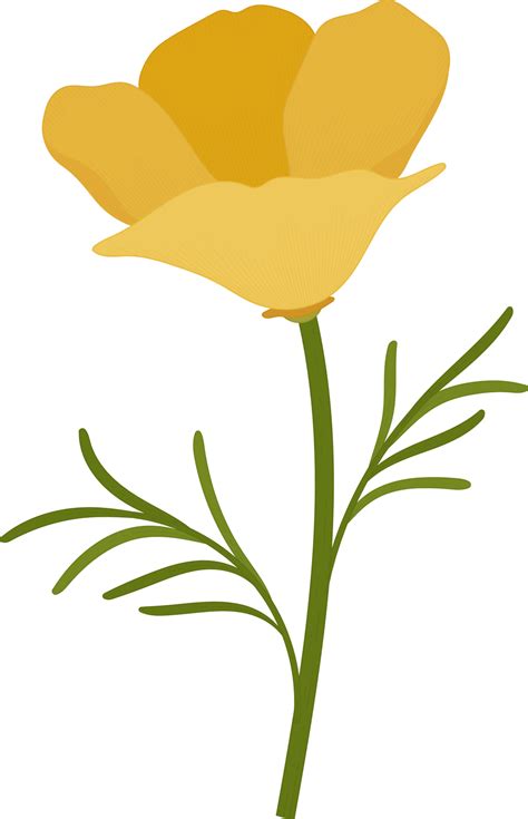 Yellow California Poppy Flower Hand Drawn Illustration 10170771 Png