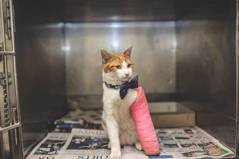 Learn more about how veterinarians treat dogs with complex fractures. Cat Ended Up In A Kill Shelter With Only Minutes To Live ...