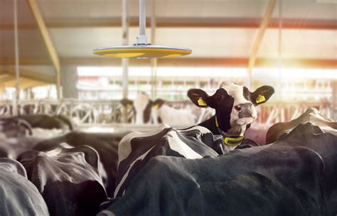 Dairy Farm Equipment Dairy Herd Management Solutions Nedap