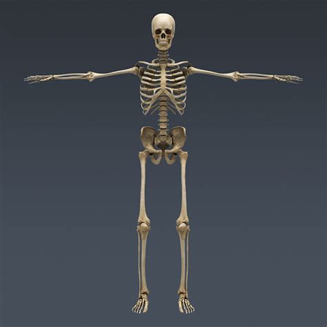 Human Skeleton Maya Rigged Anatomy 3d Model Rigged Cgtrader
