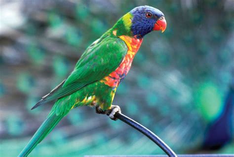 Lorikeet Rainbow Nectar Feeding Parrot Britannica