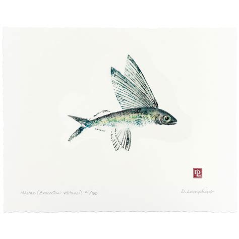Malolo Flying Fish Debra Lumpkins Studio