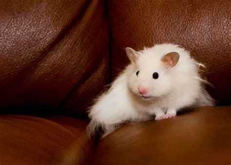 Shy White Hamster — Stock Photo © Haveseen 1585257