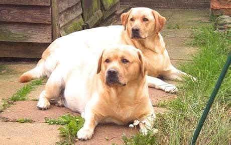 Overweight dogs will have fat pads on the top of their hips. examine your dog's behavior. Fat dogs seized by RSPCA - Telegraph