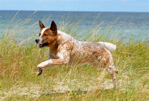 Kangal (kangal) is currently ranked as the #4637 cryptocurrency by market cap. Der Kangal - Friedfertiger Riese oder gigantischer ...