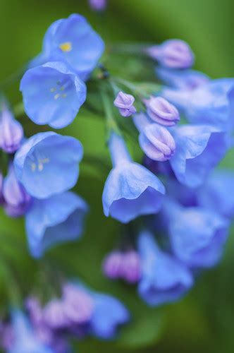 Virginia Bluebells Shot At Clifty Falls State Park In Madi Flickr