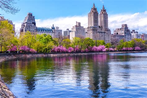 Savatree provides tlc for nyc trees in central park. usa, Houses, Rivers, Flowering, Trees, Parks, New, York ...