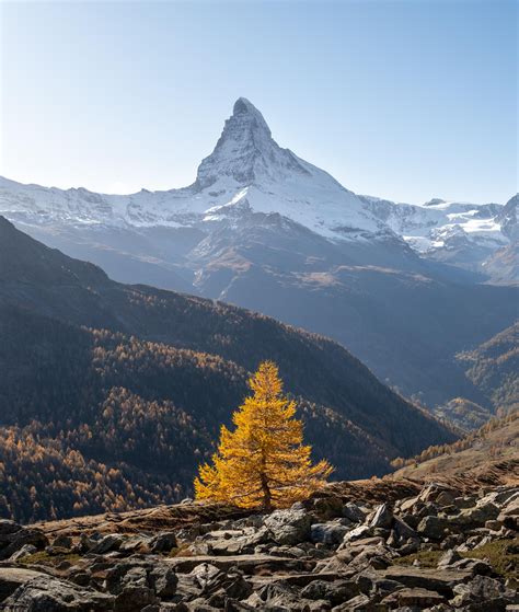 Autumn In Switzerland Golden Larch With The Snowy Matterhorn In The