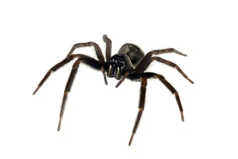 Black House Spider Act Pest Control Canberra Pest Control Expert