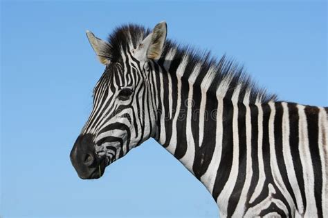 Zebra Portrait Stock Image Image Of Environment Wildlife 15875519