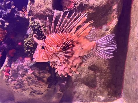 Red Lionfish One Of The Dangerous Coral Reef Fish Beautiful And