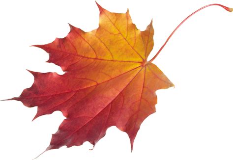 Autumn Leaves Png Images Free Png Yellow Leaves Pictures